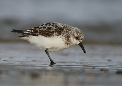 Sanderling - Calidris alba (Drieteenstrandloper)