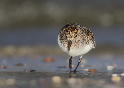 Sanderling - Calidris alba (Drieteenstrandloper)