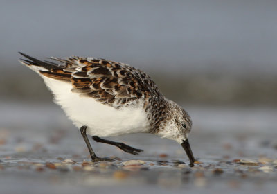 Sanderling - Calidris alba (Drieteenstrandloper)