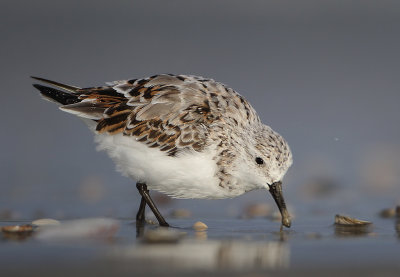 Sanderling - Calidris alba (Drieteenstrandloper)