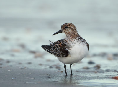 Sanderling - Calidris alba (Drieteenstrandloper)