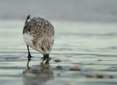 Sanderling - Calidris alba (Drieteenstrandloper)