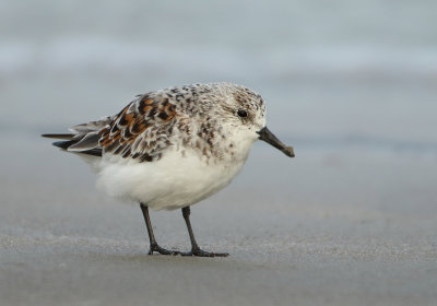 Sanderling - Calidris alba (Drieteenstrandloper)