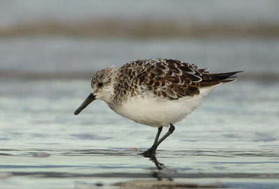 Sanderling - Calidris alba (Drieteenstrandloper)
