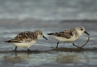 Sanderling - Calidris alba (Drieteenstrandloper)