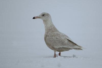 Glaucous Gull - Larus hyperboreus (Grote Burgemeester)