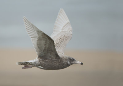 Glaucous Gull - Larus hyperboreus (Grote Burgemeester)