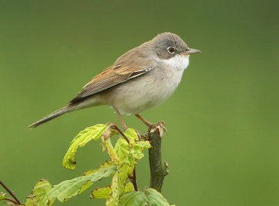 Common Whitethroat - Sylvia communis (Grasmus)