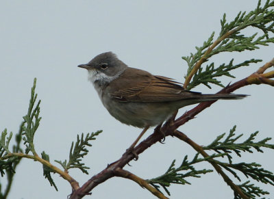 Common Whitethroat - Sylvia communis (Grasmus)