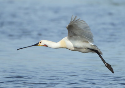 Eurasian Spoonbill - Platalea leucorodia (Lepelaar)