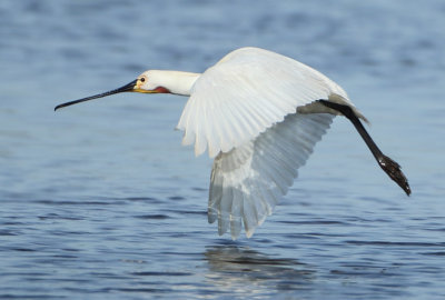 Eurasian Spoonbill - Platalea leucorodia (Lepelaar)