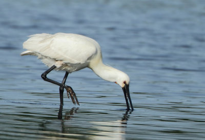 Eurasian Spoonbill - Platalea leucorodia (Lepelaar)