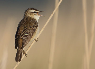 Sedge Warbler - Acrocephalus schoenobaenus (Rietzanger)