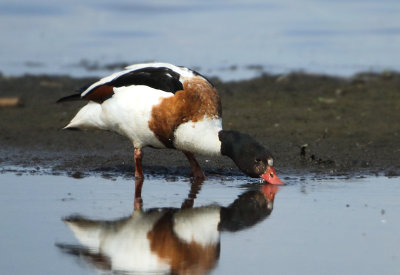 Common Shelduck - Tadorna tadorna (Bergeend)