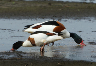 Common Shelduck - Tadorna tadorna (Bergeend)