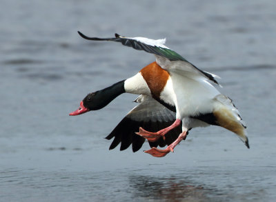 Common Shelduck - Tadorna tadorna (Bergeend)