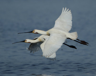 Eurasian Spoonbill - Platalea leucorodia (Lepelaar)