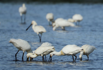 Eurasian Spoonbill - Platalea leucorodia (Lepelaar)