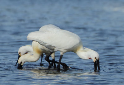 Eurasian Spoonbill - Platalea leucorodia (Lepelaar)