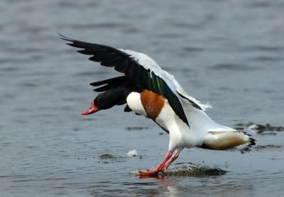 Common Shelduck - Tadorna tadorna (Bergeend)