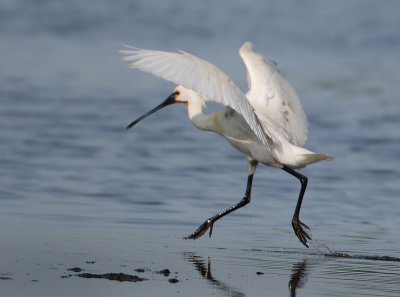 Eurasian Spoonbill - Platalea leucorodia (Lepelaar)