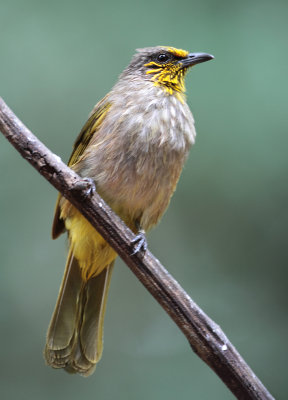Stripe-throated Bulbul - Pycnonotus finlaysoni