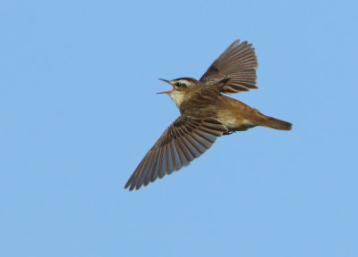 Sedge Warbler - Acrocephalus schoenobaenus (Rietzanger)