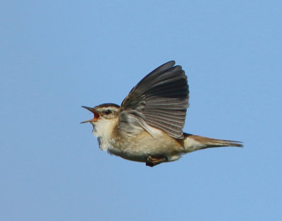 Sedge Warbler - Acrocephalus schoenobaenus (Rietzanger)