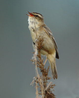 Sedge Warbler - Acrocephalus schoenobaenus (Rietzanger)