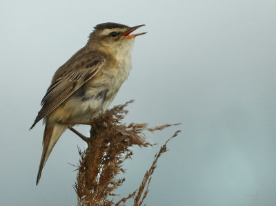 Sedge Warbler - Acrocephalus schoenobaenus (Rietzanger)