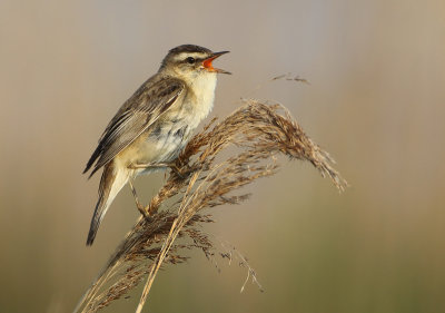 Sedge Warbler - Acrocephalus schoenobaenus (Rietzanger)