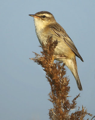 Sedge Warbler - Acrocephalus schoenobaenus (Rietzanger)