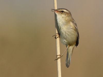Sedge Warbler - Acrocephalus schoenobaenus (Rietzanger)