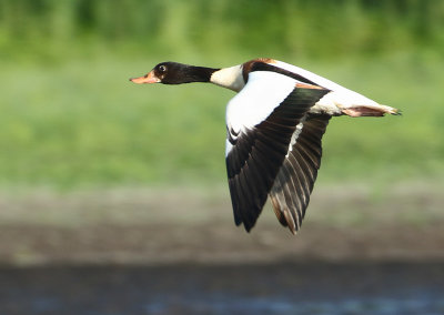 Common Shelduck - Tadorna tadorna (Bergeend)