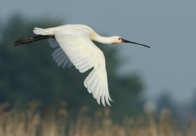 Eurasian Spoonbill - Platalea leucorodia (Lepelaar)