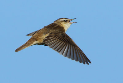 Sedge Warbler - Acrocephalus schoenobaenus (Rietzanger)