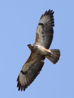 Common Buzzard - Buteo buteo (Buizerd)