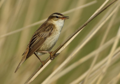 Sedge Warbler - Acrocephalus schoenobaenus (Rietzanger)
