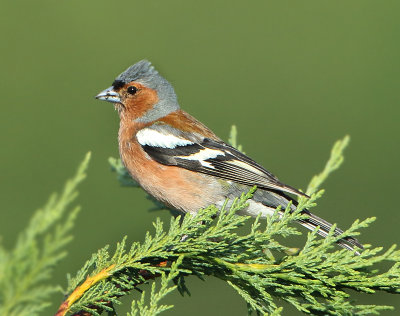 Chaffinch - Fringilla coelebs (Vink)