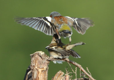 Chaffinch - Fringilla coelebs (Vink)