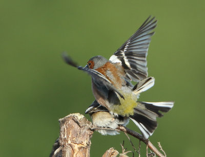 Chaffinch - Fringilla coelebs (Vink)
