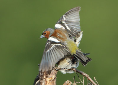 Chaffinch - Fringilla coelebs (Vink)