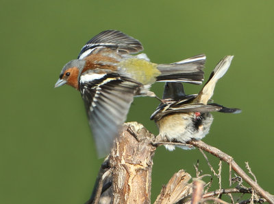 Chaffinch - Fringilla coelebs (Vink)