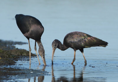 Glossy Ibis - Plegadis falcinellus (Zwarte Ibis)