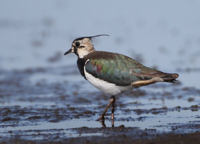 Northern Lapwing - Vanellus vanellus (Kievit)