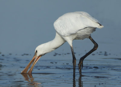 Eurasian Spoonbill - Platalea leucorodia (Lepelaar)