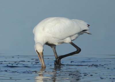 Eurasian Spoonbill - Platalea leucorodia (Lepelaar)