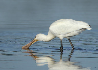 Eurasian Spoonbill - Platalea leucorodia (Lepelaar)