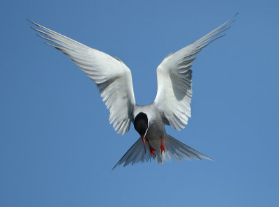 Common Tern - Sterna hirundo (Visdief)