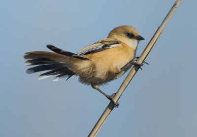 Bearded Reedling - Panurus biarmicus (Baardmannetje)